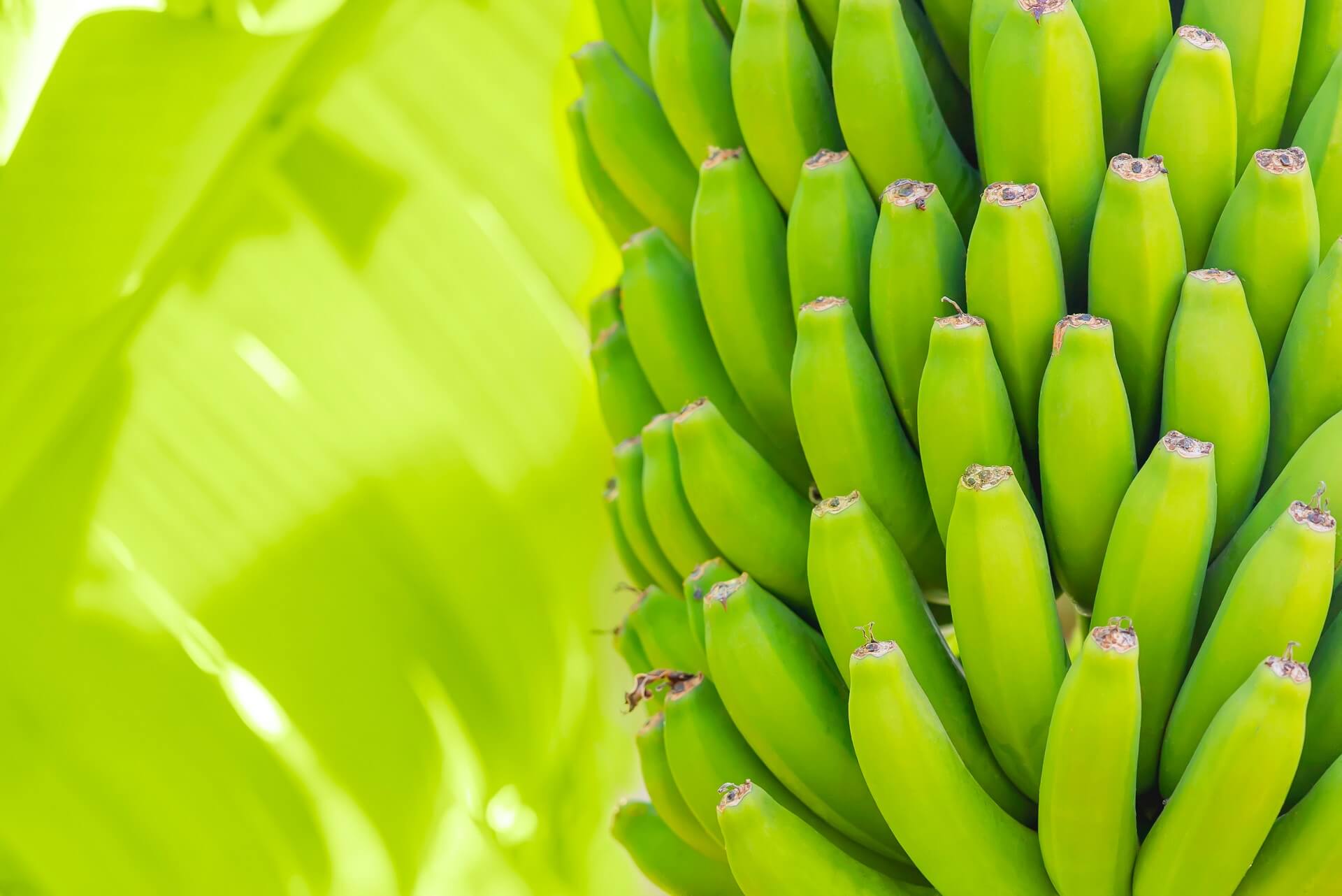 organic bananas palm three - fresh eco food