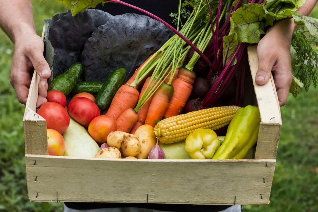 organic food - fresh and healthyvegetables