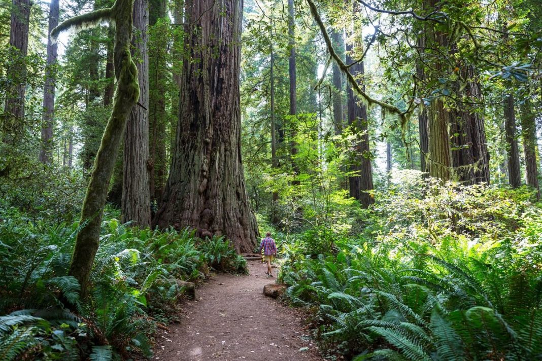 Giant sequoia trees in redwood national park california