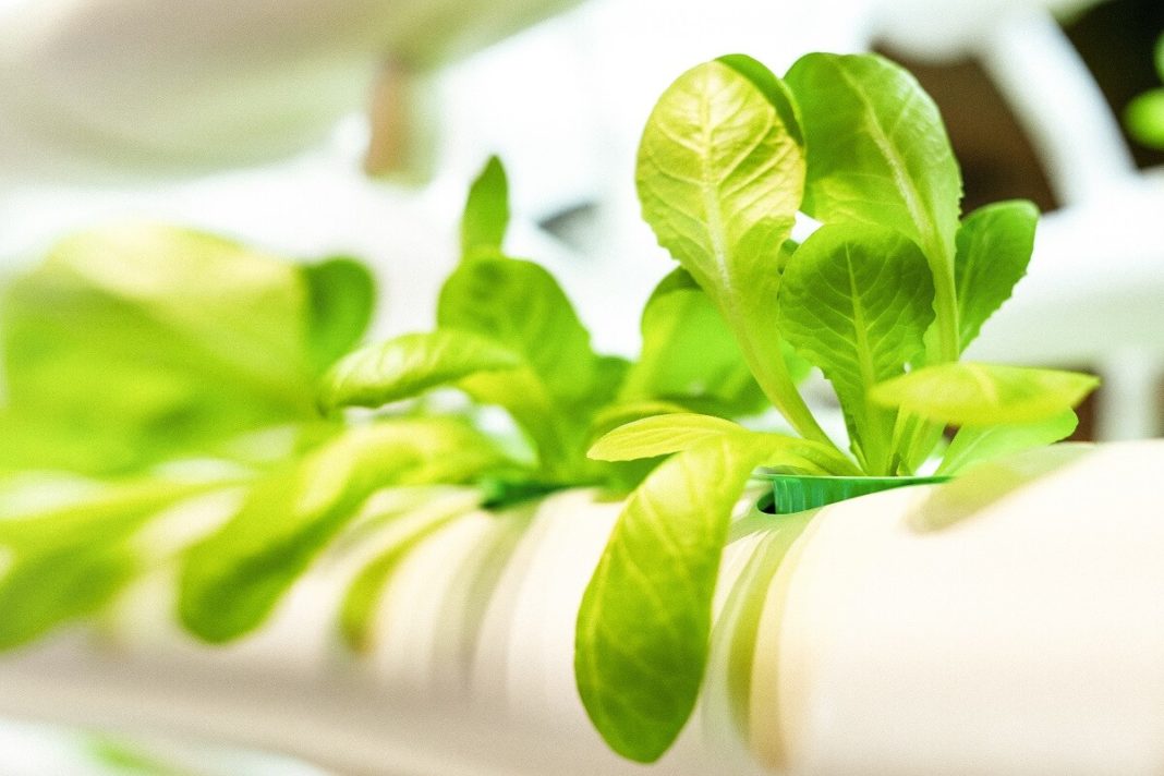Hydroponic farming - warehouse agriculture is the future