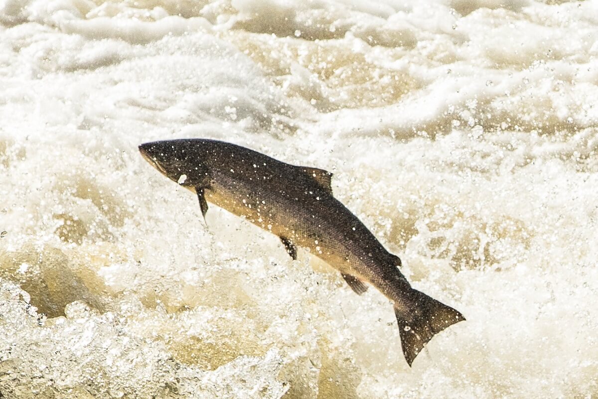 Which Salmon is healthiest: wild or farmed?